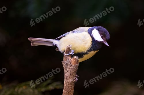 Preview: Great tit perched on a tree