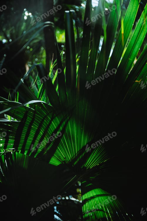 Preview: Full frame dark palm foliage background