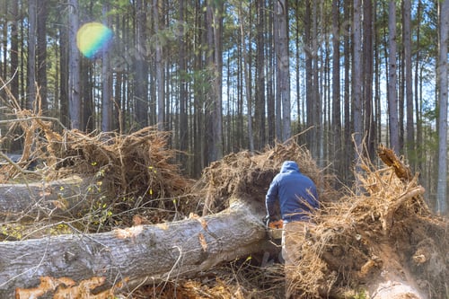 Preview: Worker cutting down fallen trees in park after a hurricane