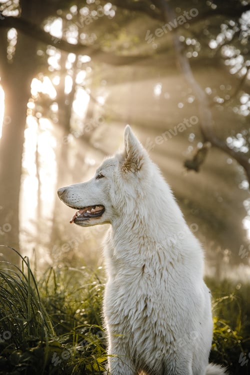 Preview: Beautiful vertical shot of a white dog sitting in a park on a sunny day