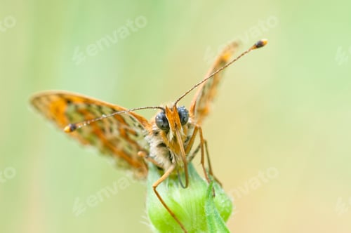 Preview: Butterfly Closeup