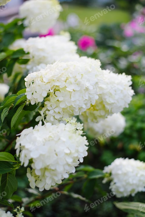 Preview: Fully Bloomed White Cone Of Hydrangea Polar Bear