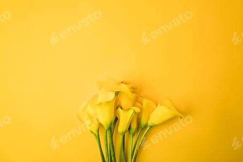 Preview: close-up view of beautiful yellow calla lily flowers isolated on yellow