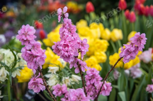 Preview: pink nectarine flowers in spring
