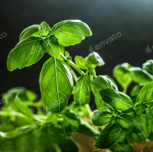 Preview: Fresh green basil leaves on a wooden board