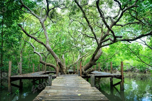 Preview: Wooden walkway through mangrove forest with calm waters Natural carbon sink and sustainable eco