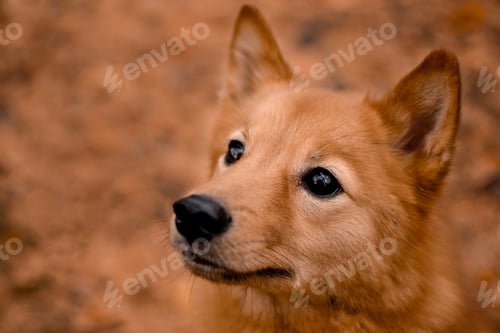 Preview: A beautiful ginger dog is looking up and waiting for some treats