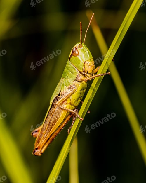 Preview: Macro shot of Omocestus viridulus, a common green grasshopper on a plant stem.