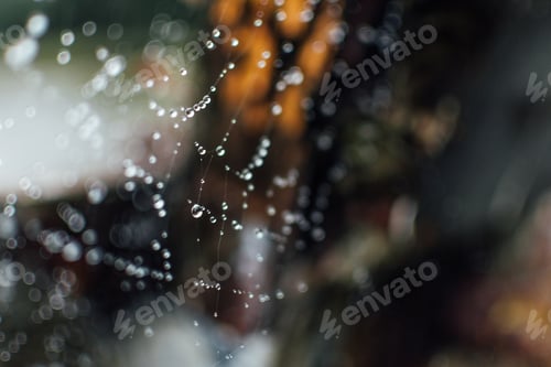 Raindrops on a Spiderweb in Close Up Shot