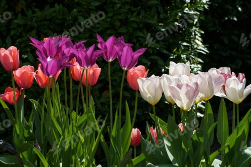 Preview: Closeup of beautiful tulips growing in a garden with a blurry background