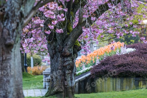 Preview: Blossoming alley