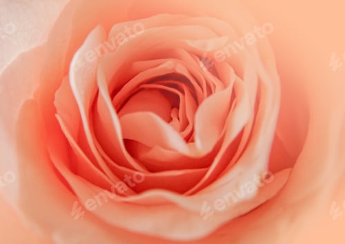 Preview: Color of the year 2024. Peach pastel background. Trendy abstract wallpaper.