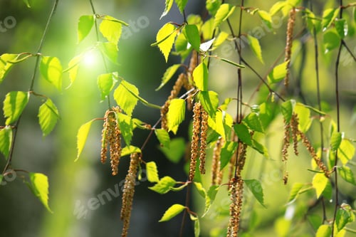 Preview: Branch of a spring birch tree