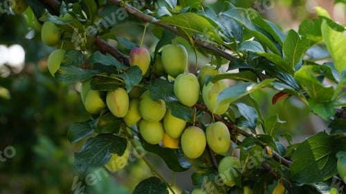 Preview: Fruits green immature plum on branches of tree Selective focus.