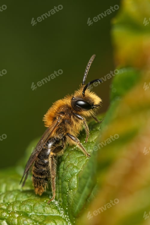 Preview: a close up image of a bee on a leaf with droplets of dew