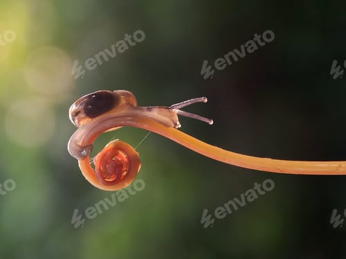 Preview: Snail