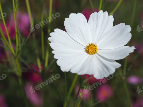Preview: white color flower, sulfur Cosmos, Mexican Aster flowers bloom springtime garden nature background