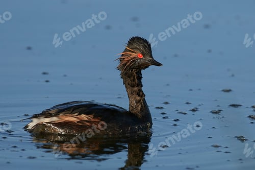 Preview: Black-necked grebe (Podiceps nigricollis)