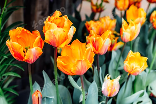 Preview: Beautiful orange and yellow tulips flower background. Decorative exotic plants bloom in spring