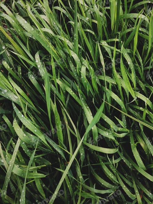 Preview: grass