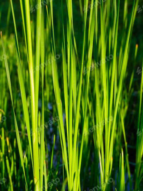 Preview: Spring fresh grass and sunshine. Plants for the background. Photo for design as background