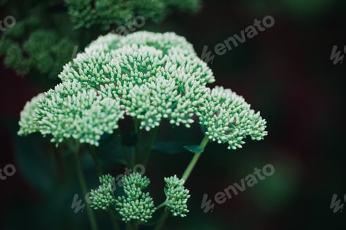Preview: Close up of a succulent plant