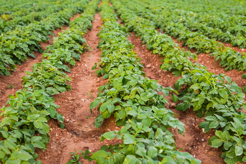 Preview: Cultivated field: fresh green plant bed rows.