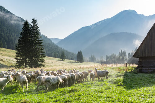 Preview: Sheep grazing on Meadow at Early Morning in Tatras Mountains Cho