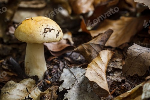 Preview: Forest mushroom