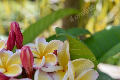 Tropical Plumeria Flowers with Dewdrops in Natural Light