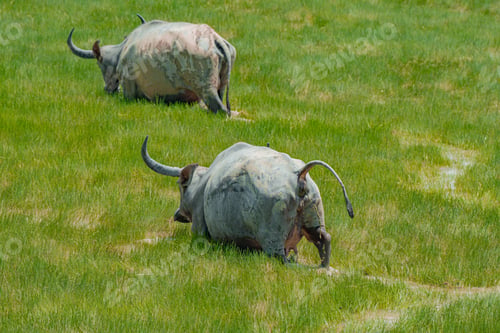 Preview: Buffaloes at the green grassland in Kampung Batu Putih, Marang, Terengganu, Malaysia