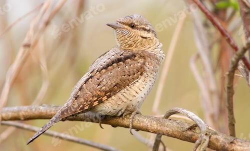 Preview: Eurasian wryneck, Jynx torquilla. The evening sun beautifully illuminates the model