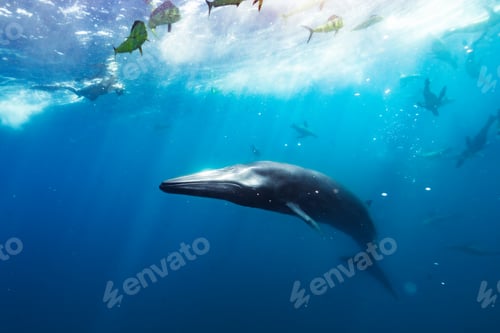 Preview: the baby whale is swimming under the water in clear blue water