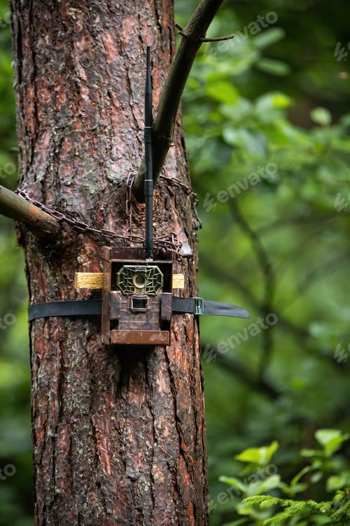 Preview: Camera trap attached to a tree with lock in summer forest