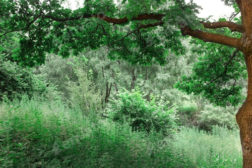Preview: spring forest