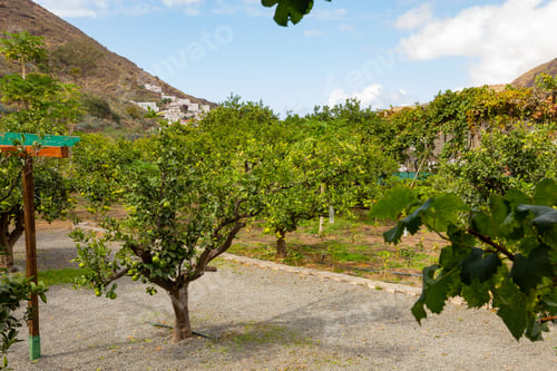 Preview: Organic Orange Plantation at Farm in Gran Canaria