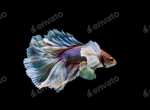 Preview: Colourful Betta fish,Siamese fighting fish in movement isolated on black background