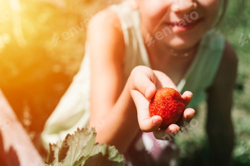 Preview: ripe strawberry in a child's girl hand on organic farm, people picking strawberries, harvest berries