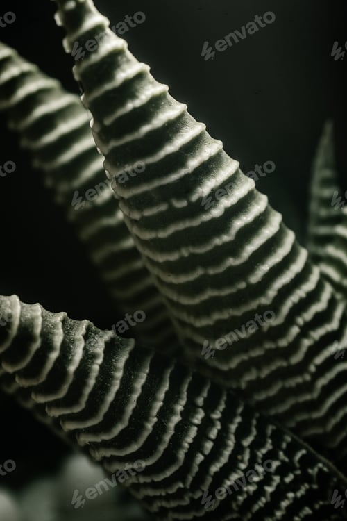 Preview: Macro photography of plant leaves on a dark background.
