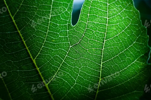 Preview: Green leaf, close up