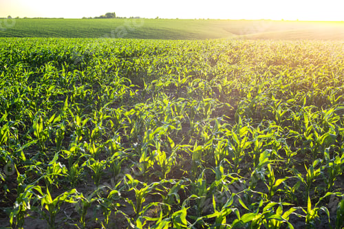 Preview: Rows of sprouting maize in fields somewhere in Ukraine