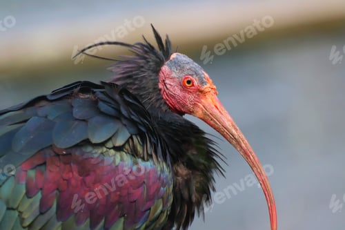 Preview: Side profile of a northern bald ibis