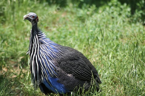 Preview: Vulturine guineafowl with striking blue and black plumage stands in lush green grass