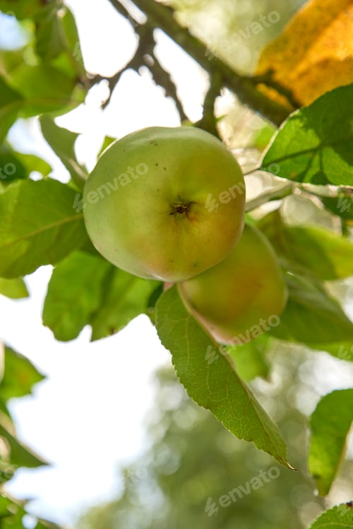 Preview: Apples