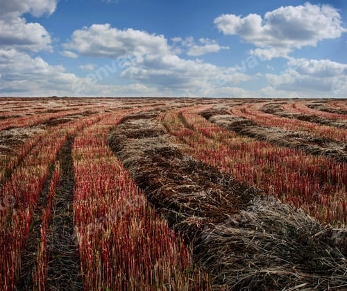 Preview: field after harvesting, the stripes are twisted of mown stubble of a buckwheat