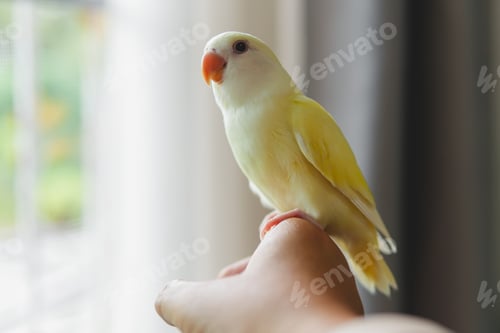 Preview: Pets in the house, cute little yellow birds.