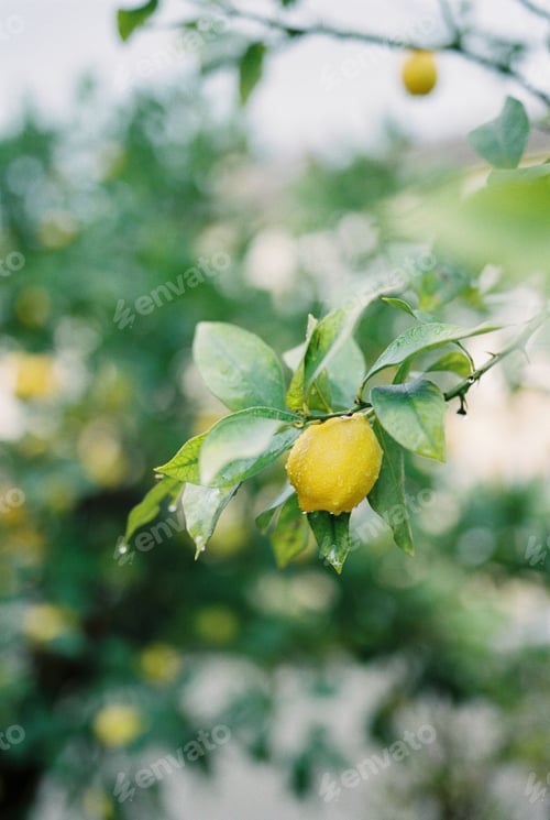 Preview: Raindrops on a ripe yellow lemon hanging on a branch. Lake Como, Italy