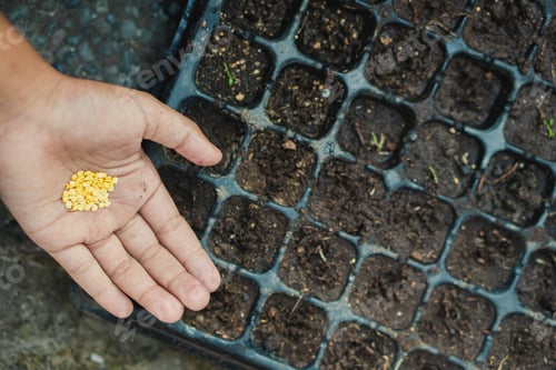 Preview: Farmer starting seeds in a greenhouse