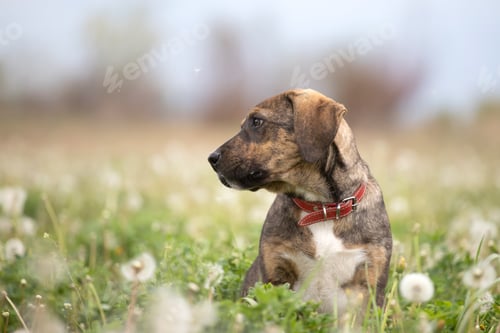 Preview: Dog in magic dandelion meadow.