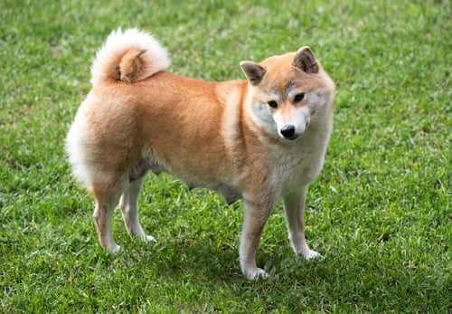 Preview: Female shiba inu dog stood on grass